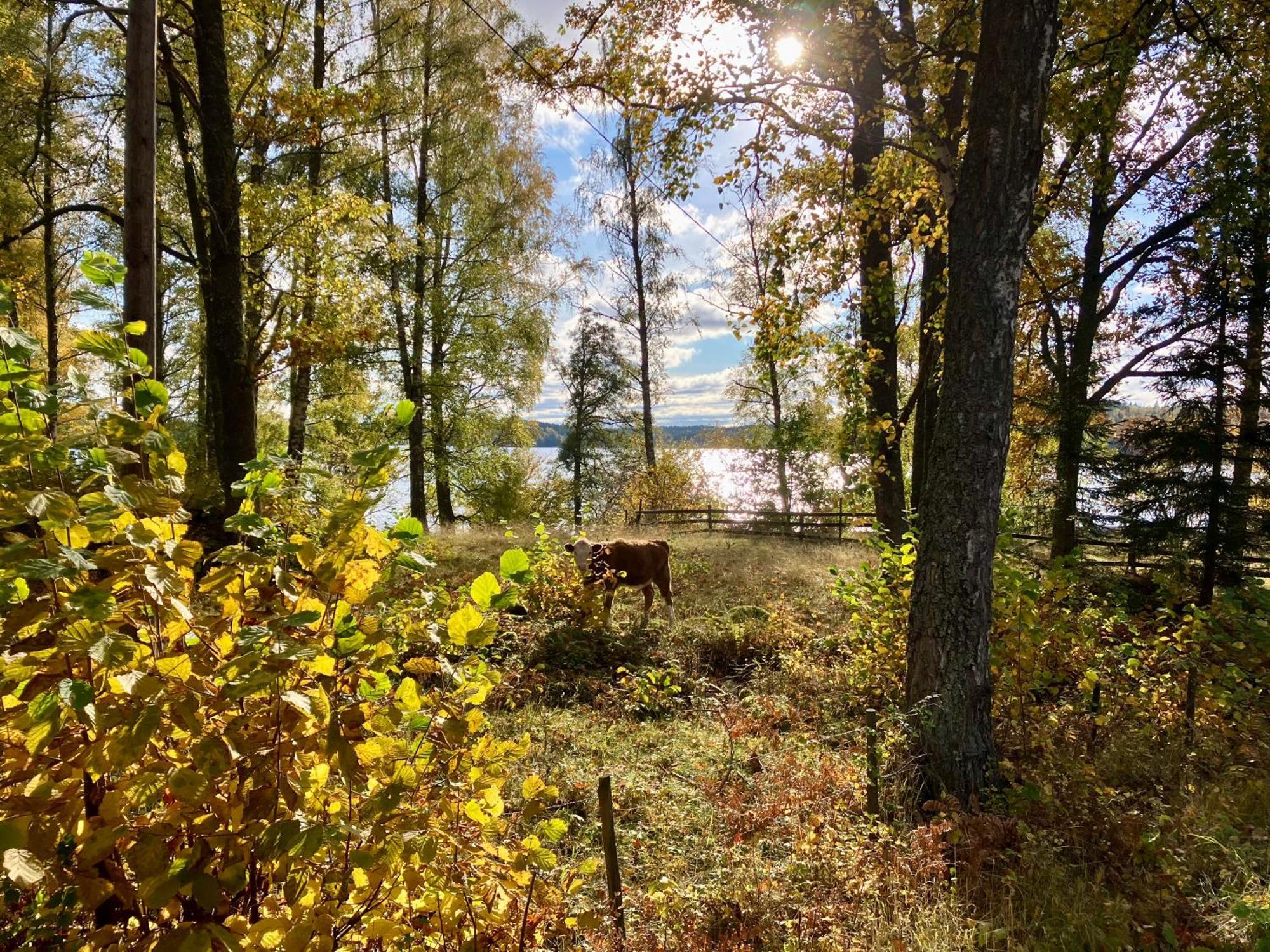 Lidhem Herrgard. Bed & Breakfast Och Mindre Laegenheter 维默比 外观 照片